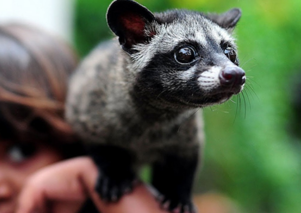 Asian-Palm-Civet-4