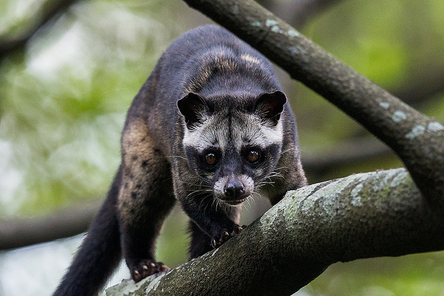 Asian-palm-civet