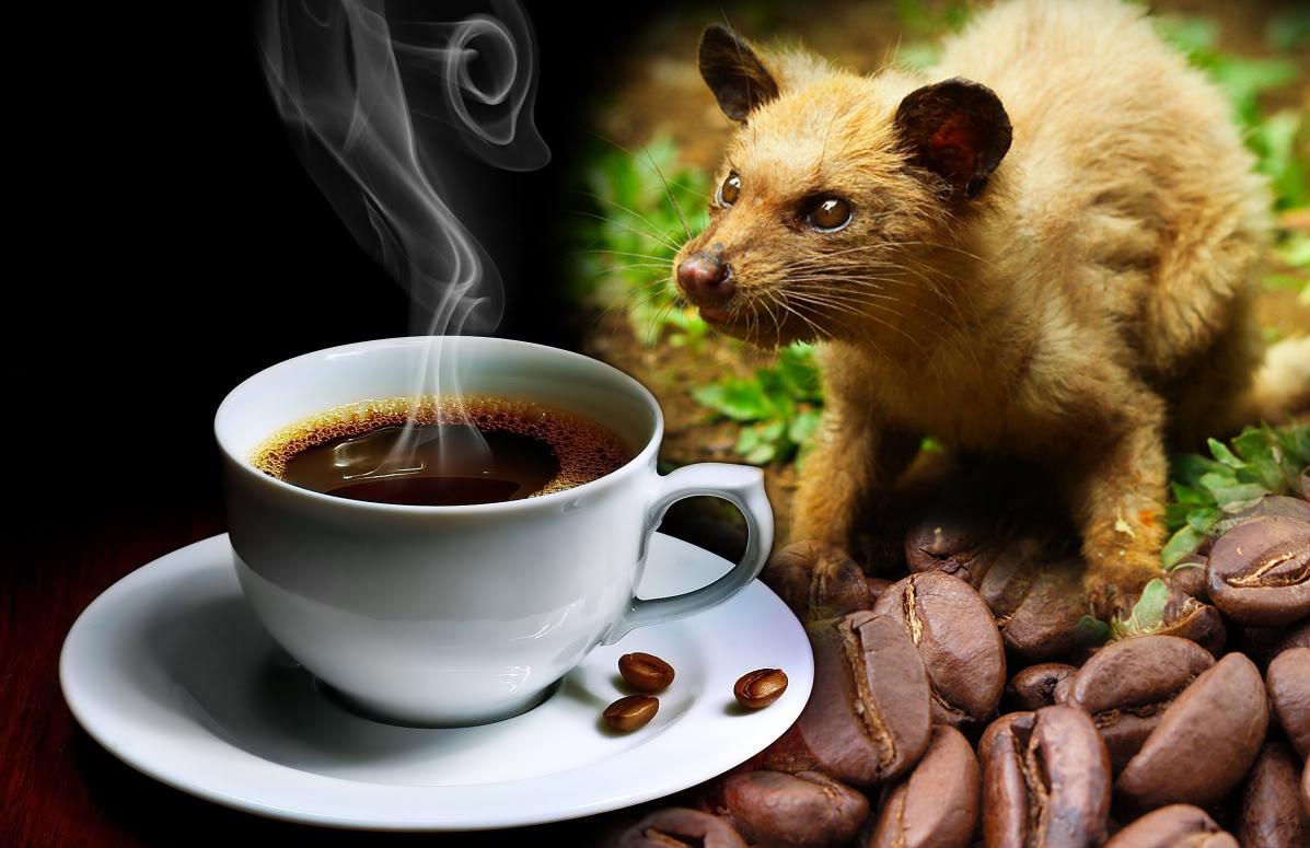 kopi-luwak-what-makes-the-coffee-the-most-expensive-in-the-world